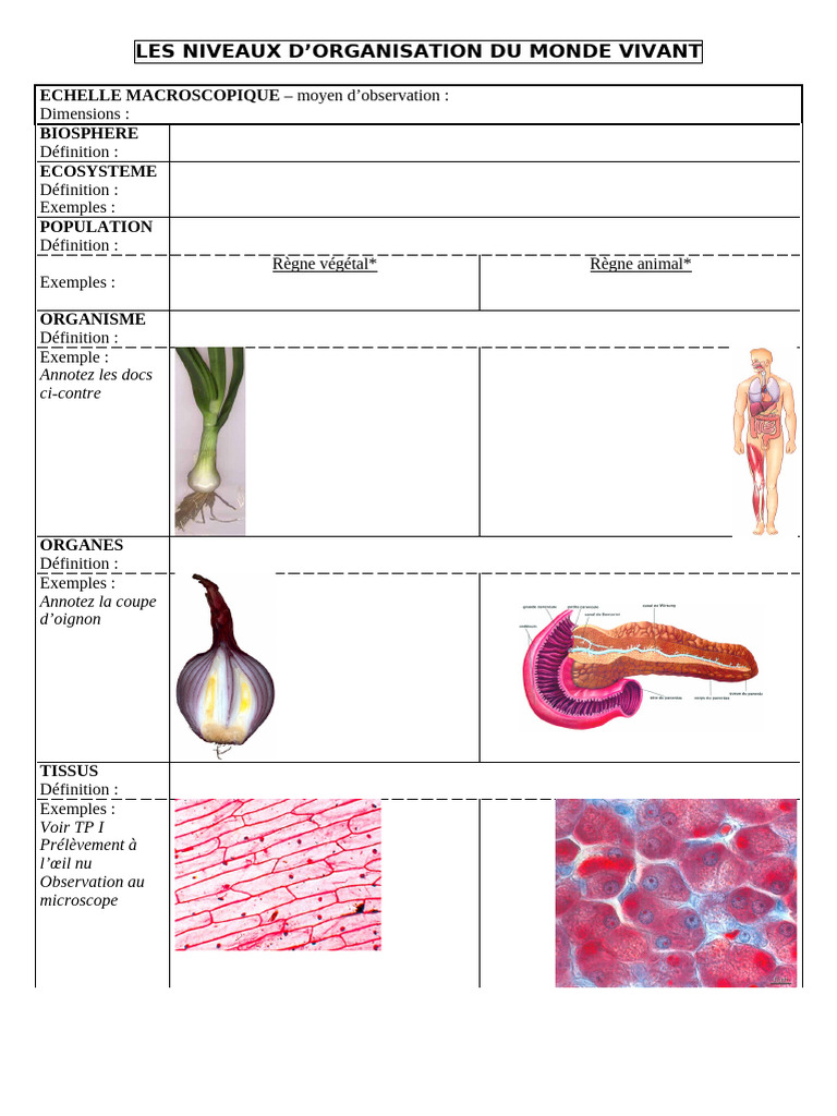 Niveaux Organisation | PDF