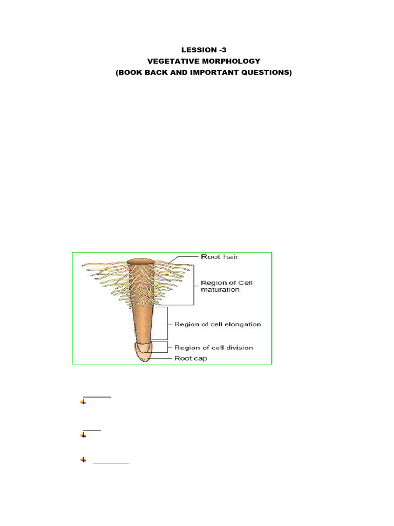 Morphology of Flowering Plants Notes | PDF | Leaf | Root