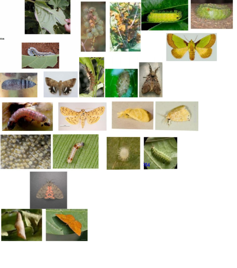 Pests of Castor Borers & Leaf Feeders | PDF