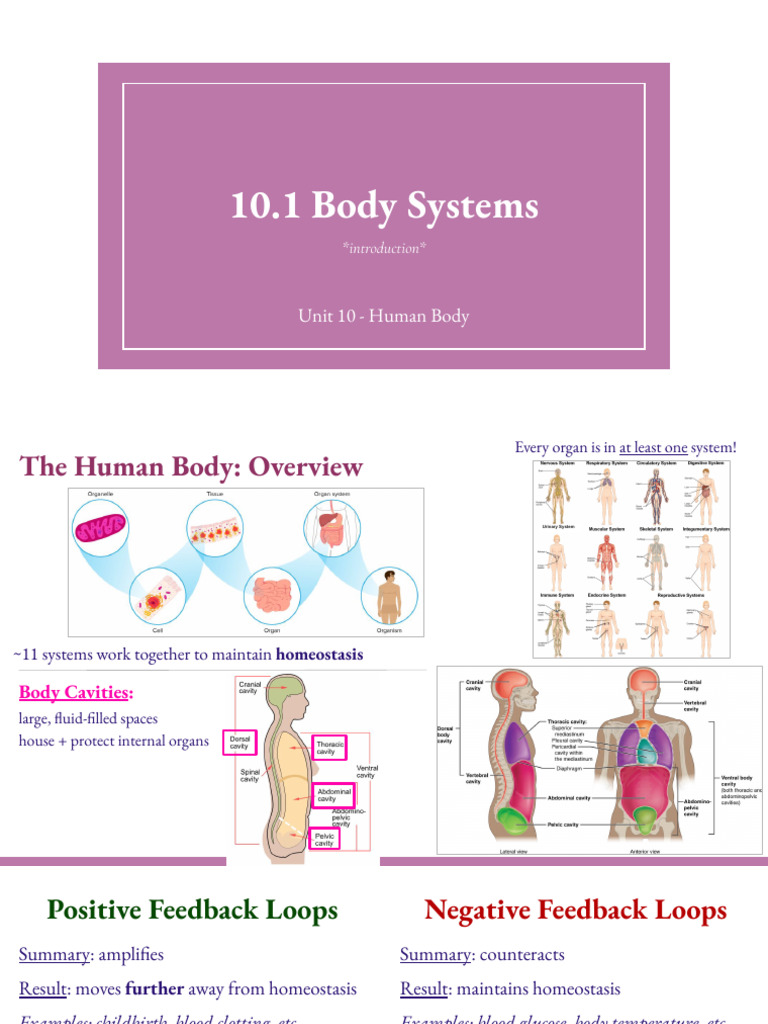 10.1 Body Systems | PDF