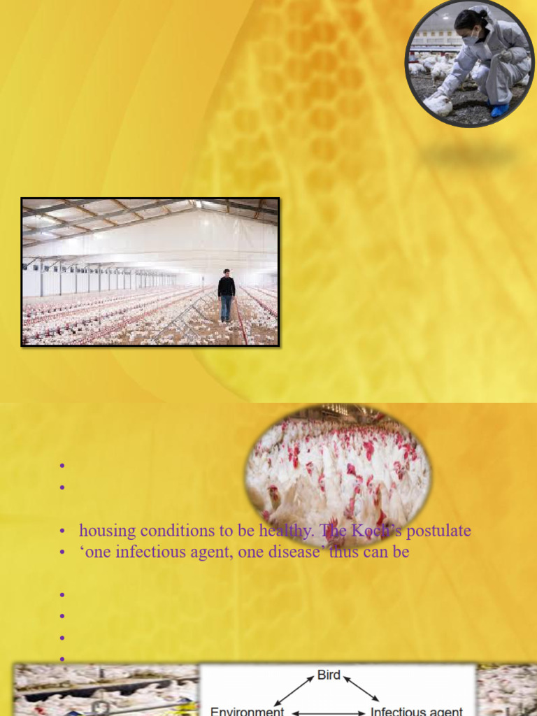 Investigating Poultry Health Issues | PDF | Birds | Water