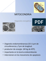 MITOCONDRIA