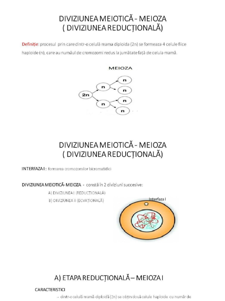 Diviziunea Celulara Meioza | PDF