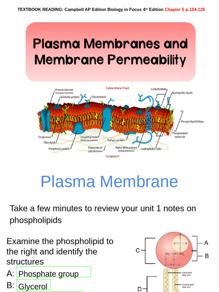 Topic 4 and 5 Notes | PDF | Cell Membrane | Phospholipid