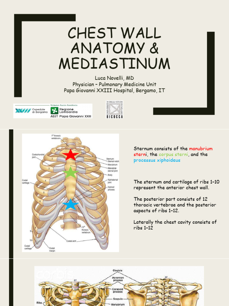 Chest Wall Anatomy and Muscles | PDF | Thorax | Thorax (Human Anatomy)