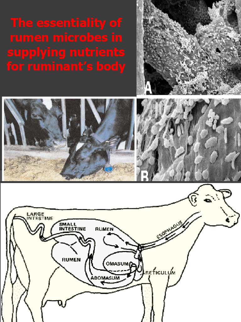 2.3 Essentiality of Rumen Microbes | PDF | Ruminant | Amino Acid