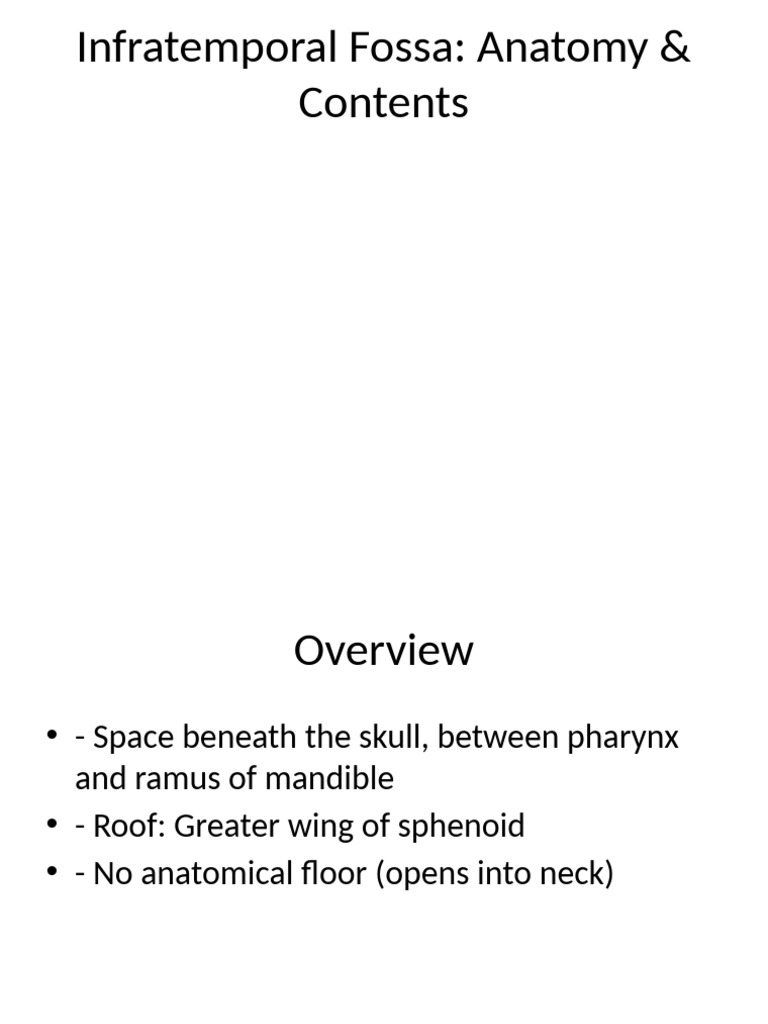 Infratemporal Fossa Anatomy Overview | PDF