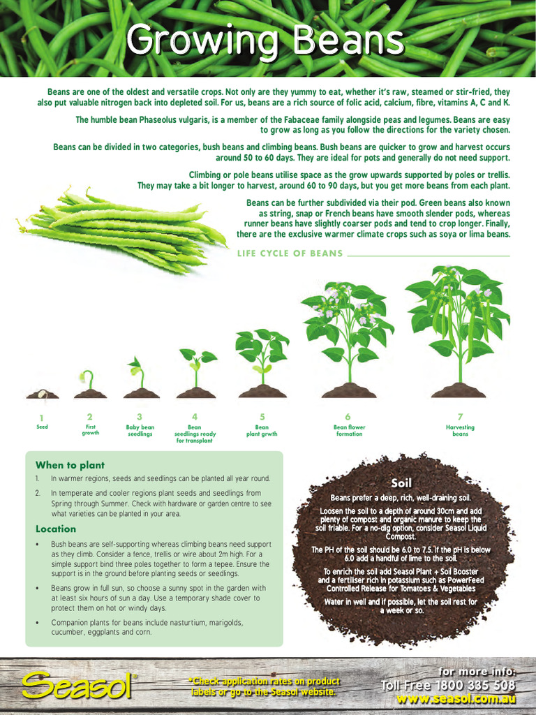 Ultimate Guide to Growing Beans | PDF | Bean | Legume
