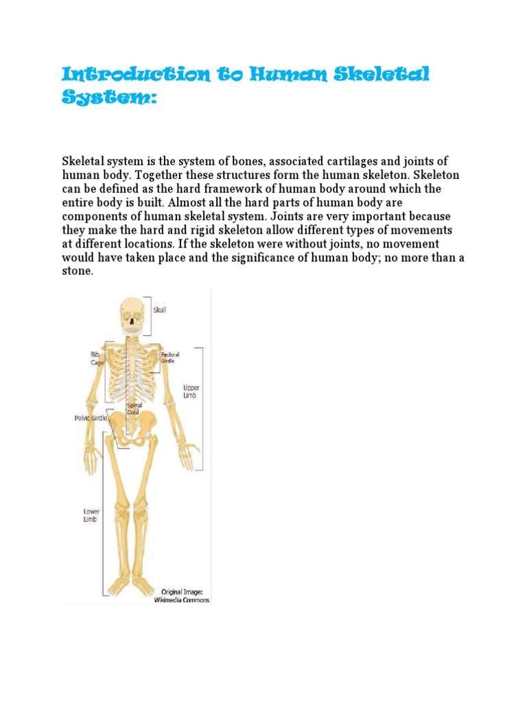 Introduction To Human Skeletal System | PDF | Skeleton | Skull