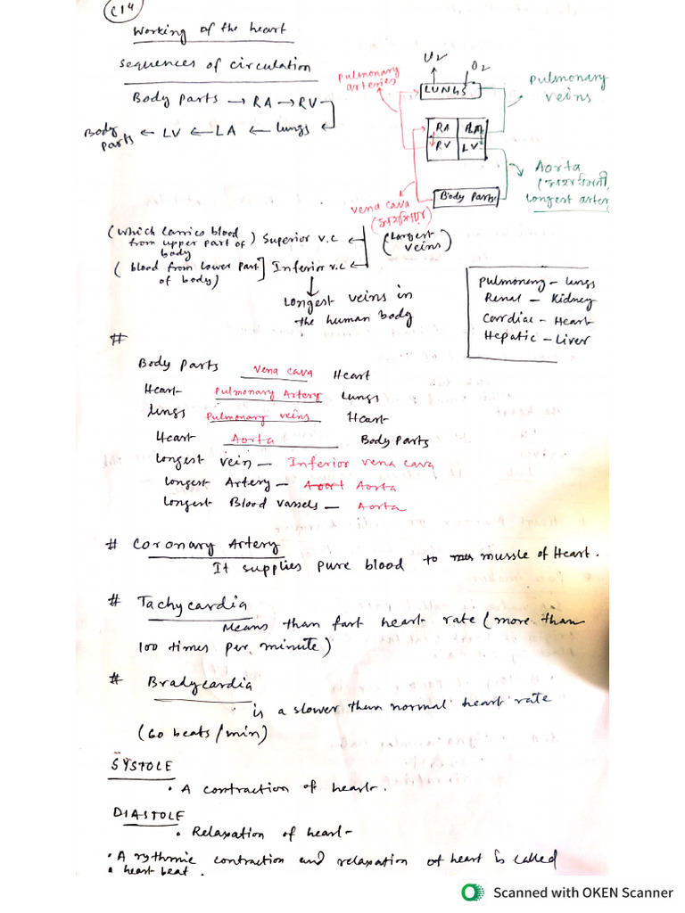 Bio Rev - 3 | PDF