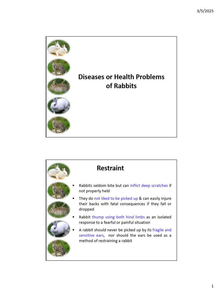 Rabbit Health Issues and Care Guide | PDF | Diarrhea | Medical Specialties