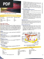 Lund and Browder Chart | PDF | Burn | Skin