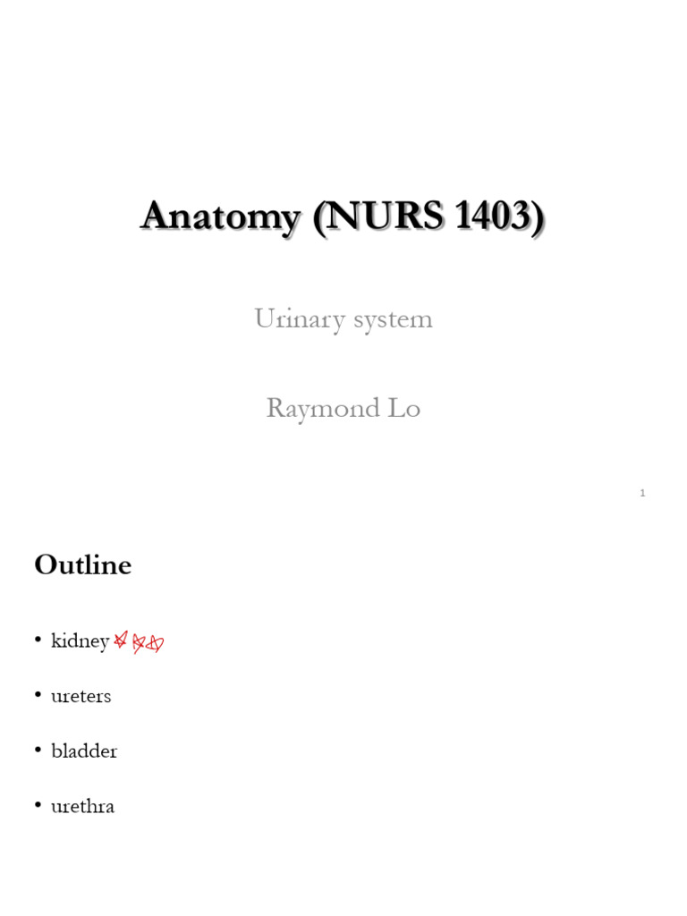 NURS 1403. - Urinary - System 2 Lecture Notes | PDF | Kidney ...