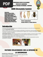 Dermatobia hominis: Miasis cutánea y tratamiento | PDF | Mosca ...