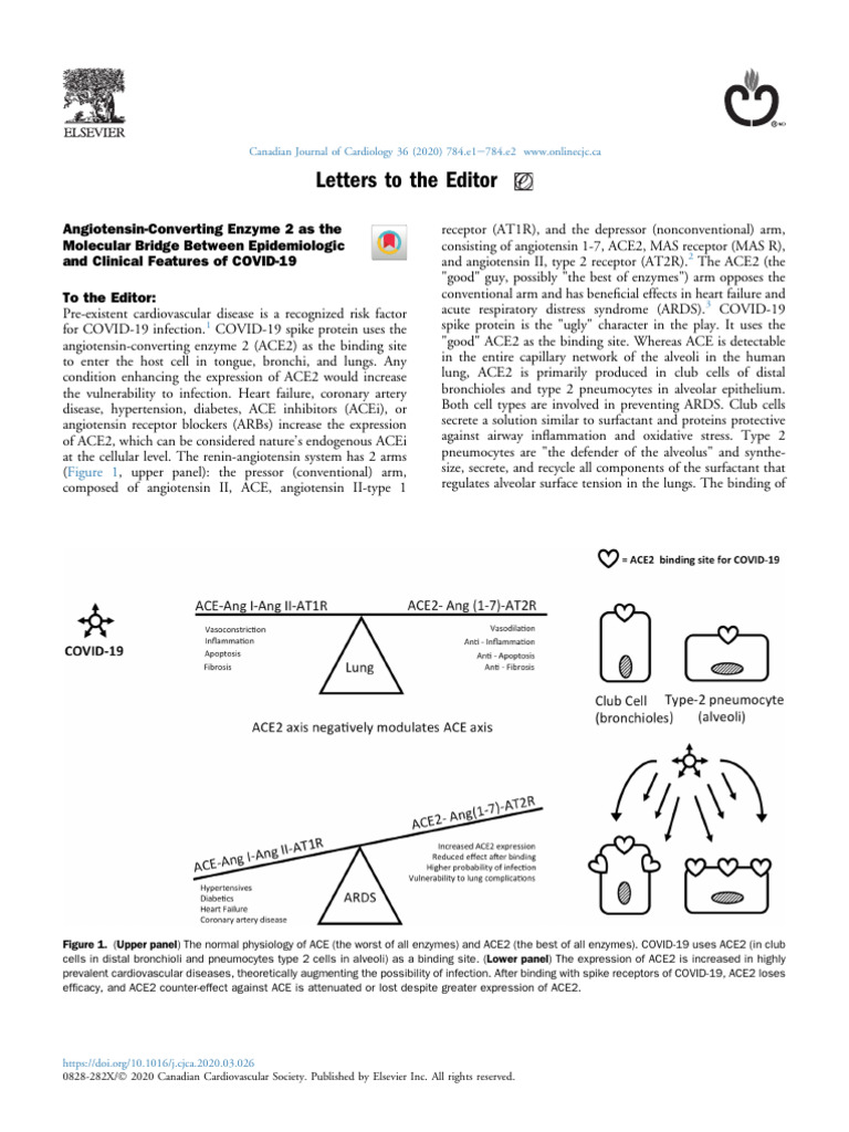 Angiotensin Converting Enzyme 2 As The Molecular B | PDF | Medical ...