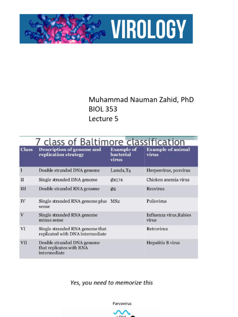 Overview of DNA and RNA Viruses | PDF | Virus | Sense (Molecular Biology)