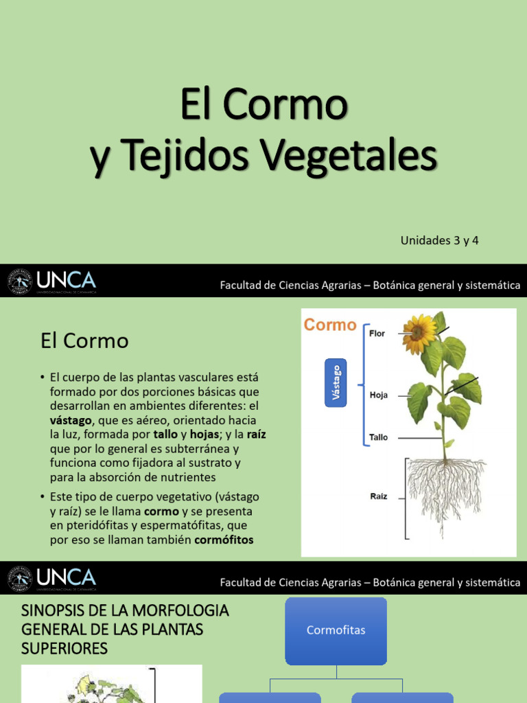 Definición y Estructura del Cormo | PDF | Tallo de la planta | Flores