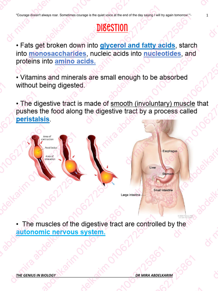 Digestive System Overview and Functions | PDF | Stomach | Digestion