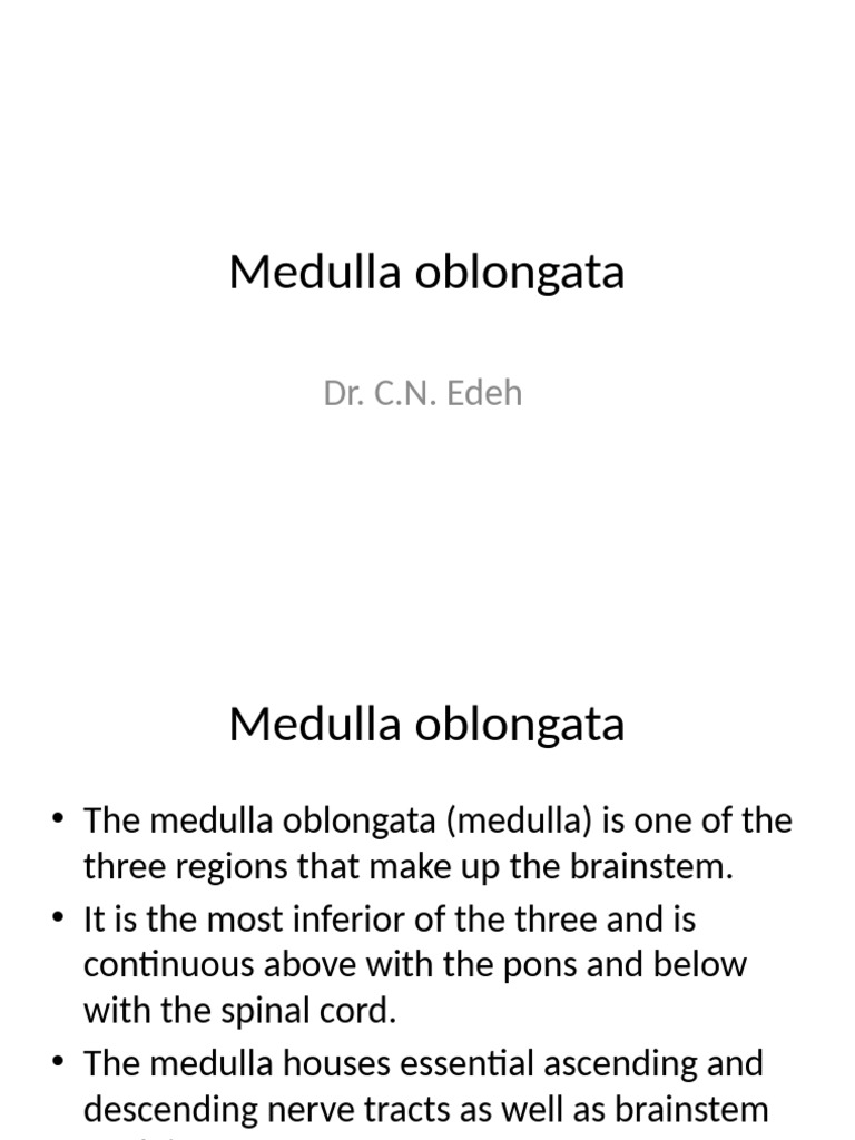 Medulla Oblongata 300L | PDF | Brainstem | Human Anatomy