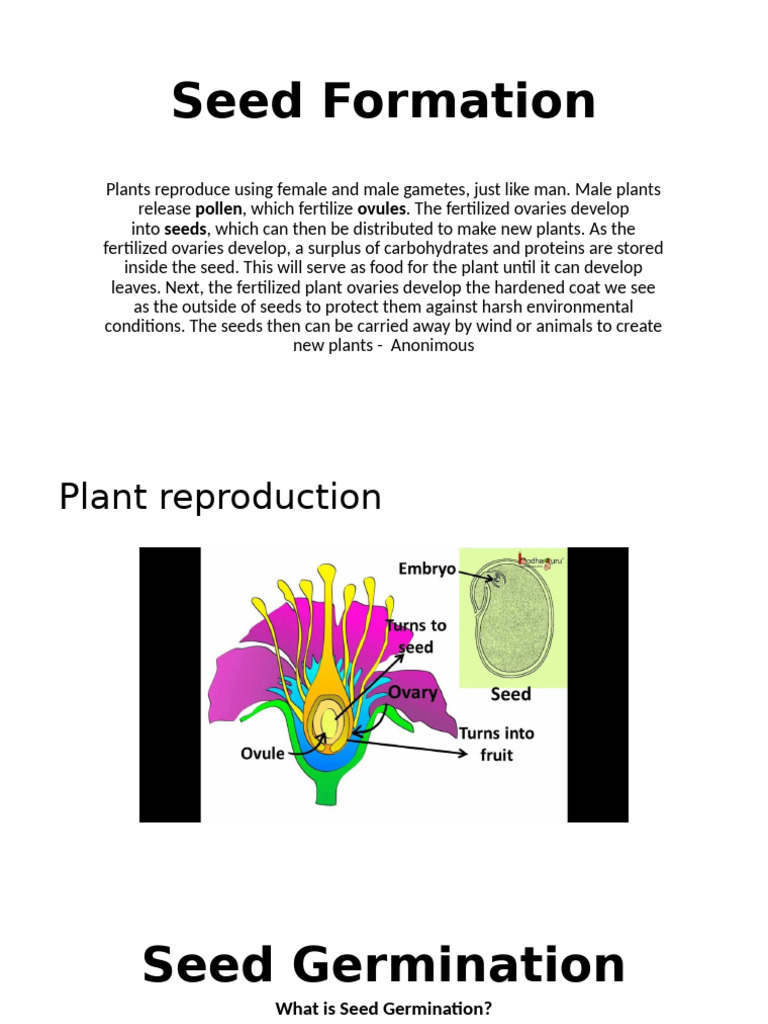 Understanding Seed Germination Processes | PDF | Seed | Germination
