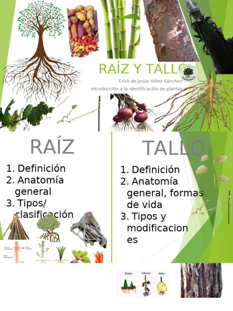 ra-z-y-tallo-pdf-ra-z-tallo-de-la-planta