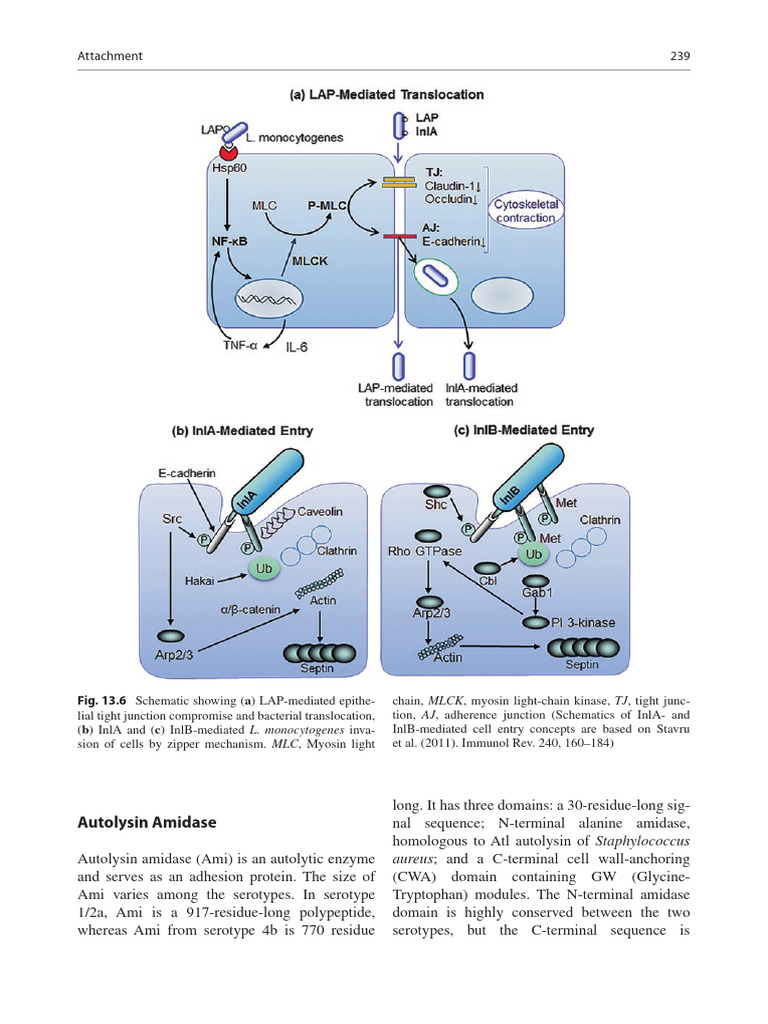239 Attachment: Autolysin Amidase | PDF