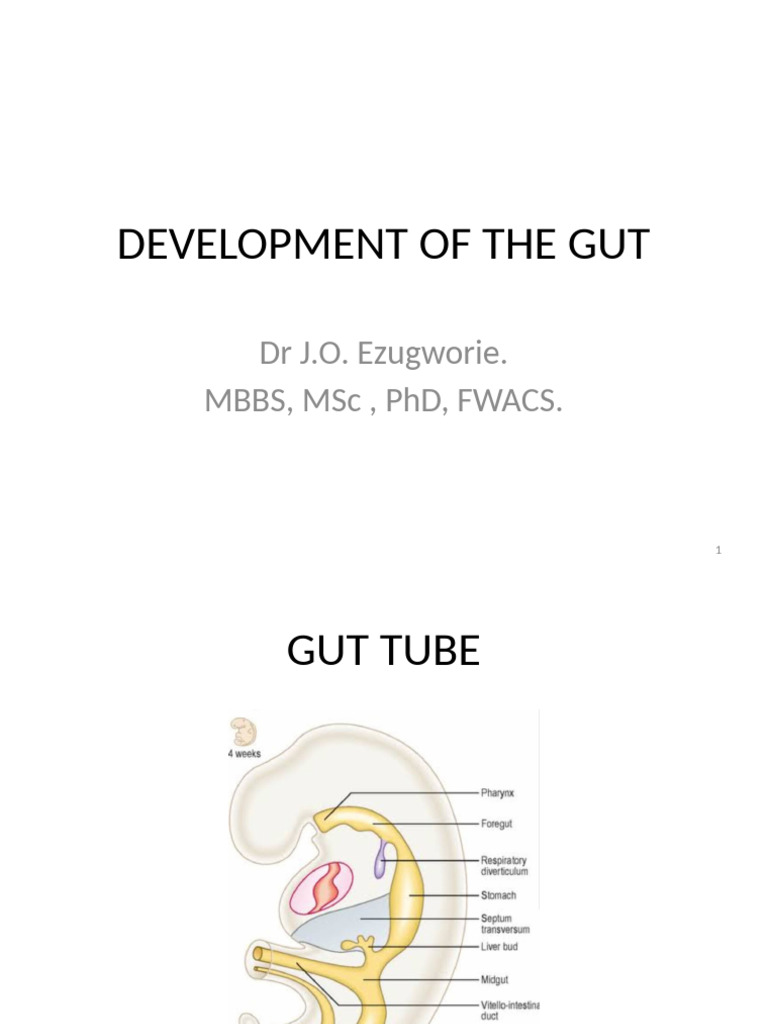 Gut Development Overview and Stages | PDF | Pancreas | Liver
