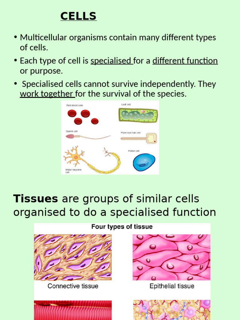 Level of Organisation in The Human Body | PDF