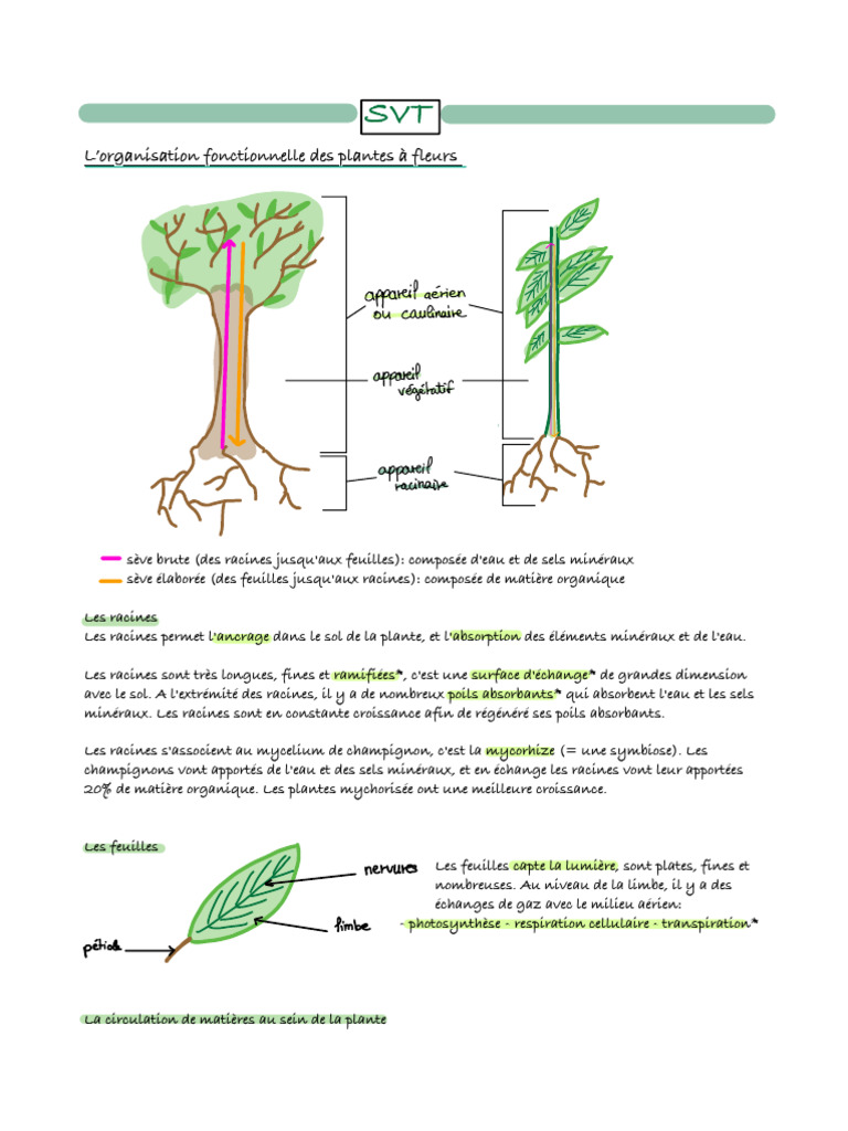 Types de racines et leur fonction | PDF | Auxine | Racine