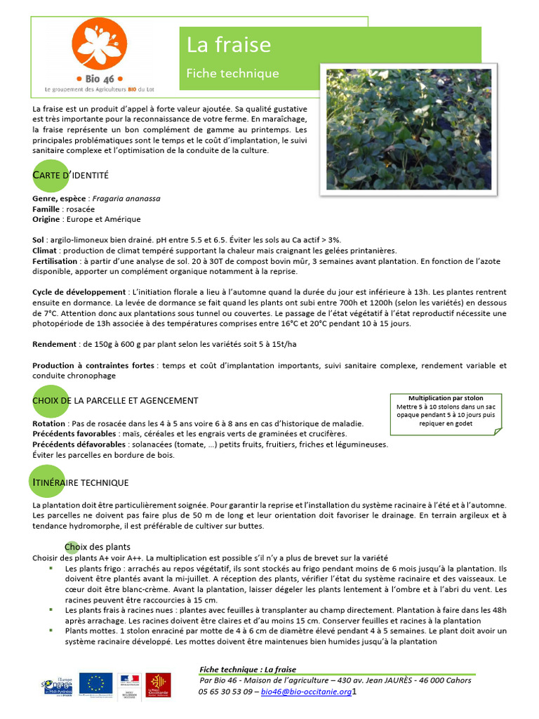 Fiche Technique Sur La Culture De La Fraise PDF Fraise Plantation
