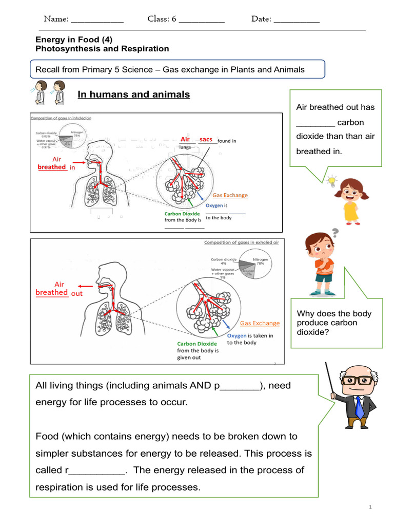 Gas Exchange in Plants and Animals | PDF | Photosynthesis | Carbon Dioxide