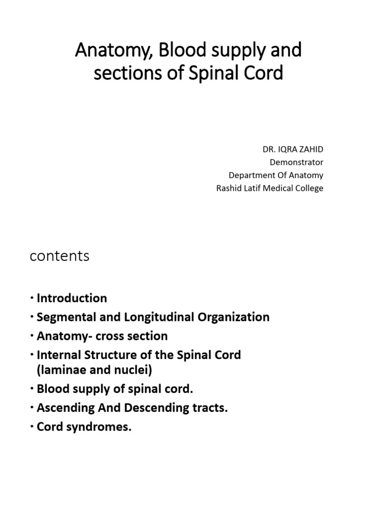Spinal Cord Anatomy and Blood Supply | PDF | Spinal Cord | Vertebral Column