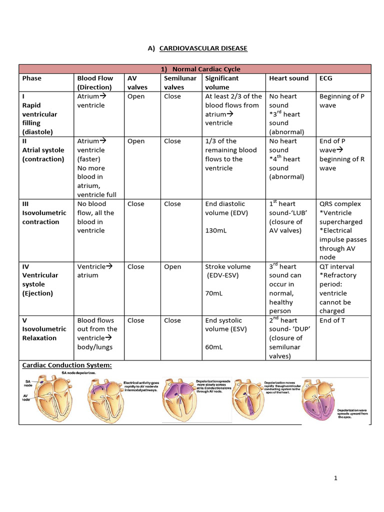Cardiovascular System - V9 Completed - 1605 | PDF | Heart | Ventricle ...