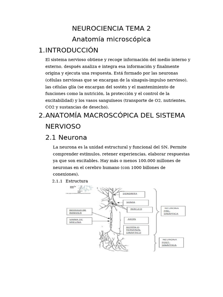 Tema 2 Neurociencia | PDF | Sinapsis | Neurona