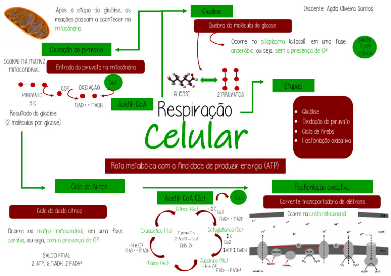 Mapa Mental da Respiração Celular | PDF | Dieta e Nutrição | Química