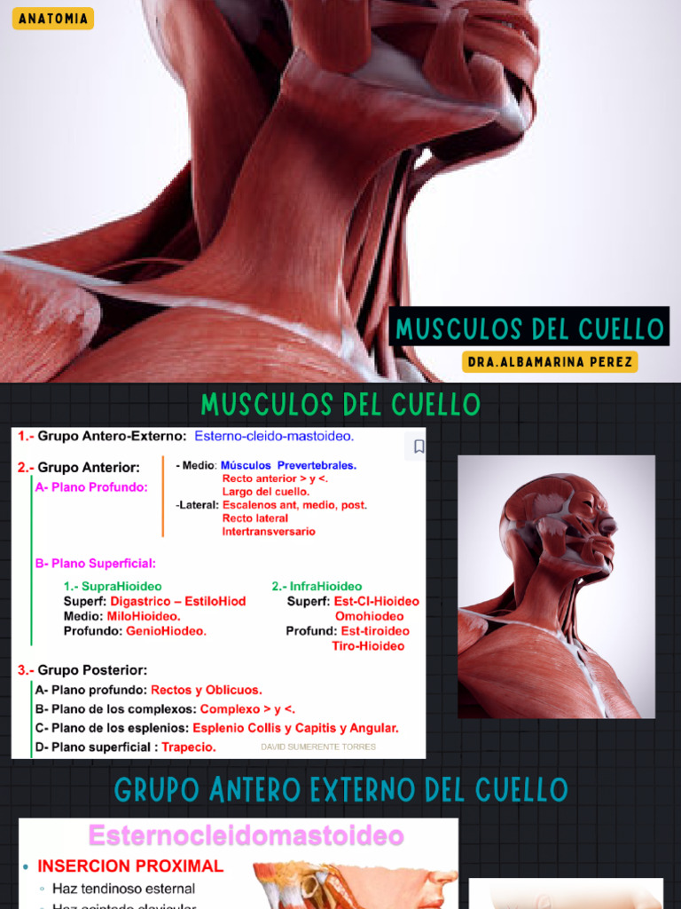 CUELLO
