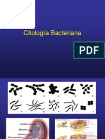 Citologia Bacteriana