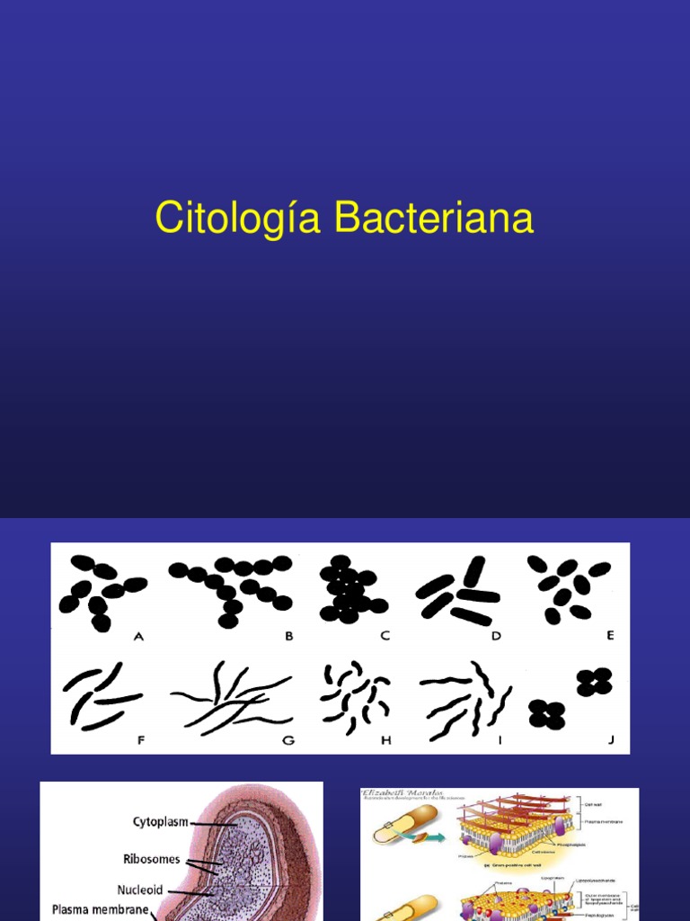 Sobre A Citologia Bacteriana é Correto Afirmar Que
