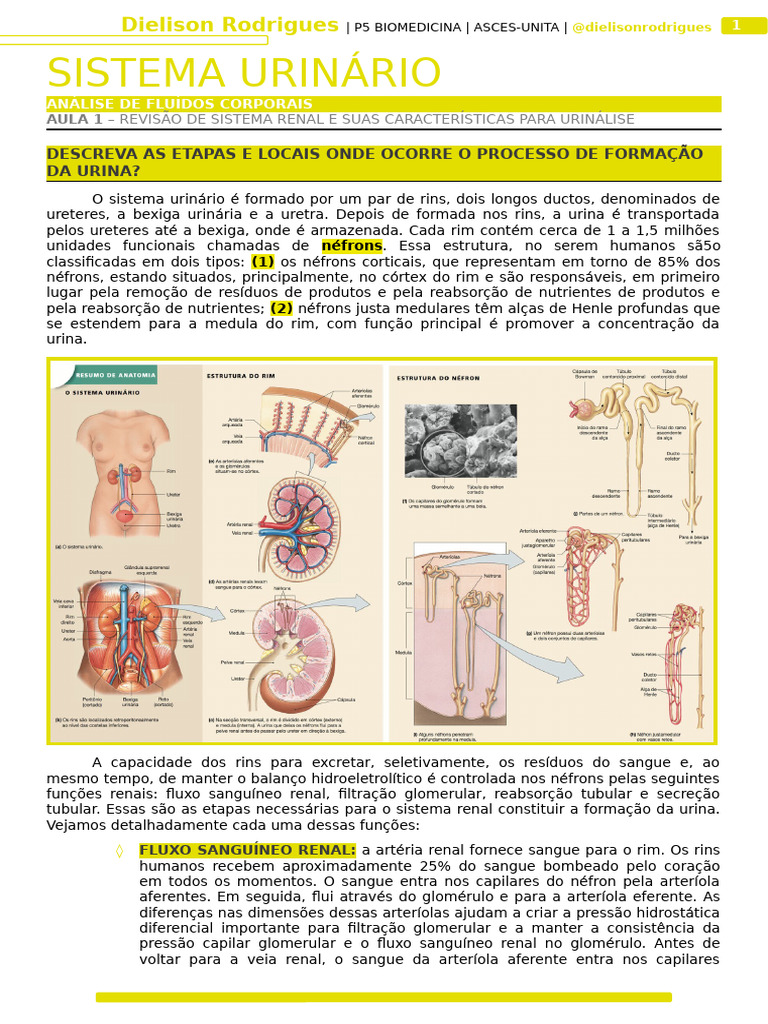 01 - Sistema Urinário | PDF | Rim | Sistema urinário