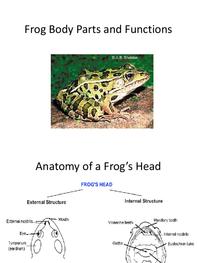 Frog Body Parts and Functions Reproductive System Heart