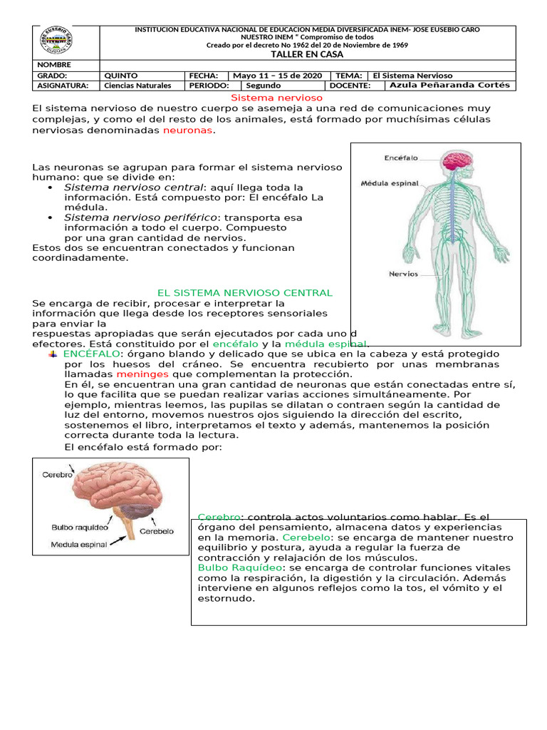 Taller sobre el Sistema Nervioso INEM | PDF | Sistema nervioso | Cerebro