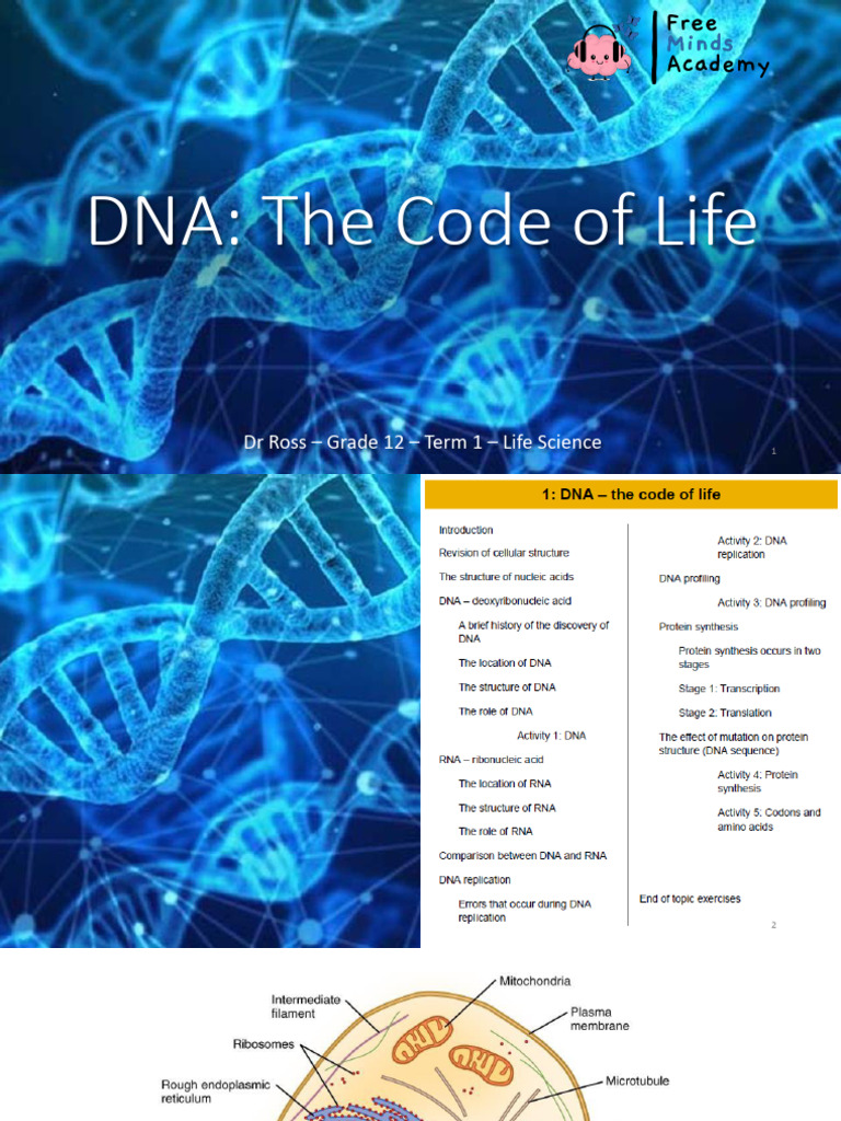 DNA Structure and Function Overview | PDF | Dna | Cell Nucleus