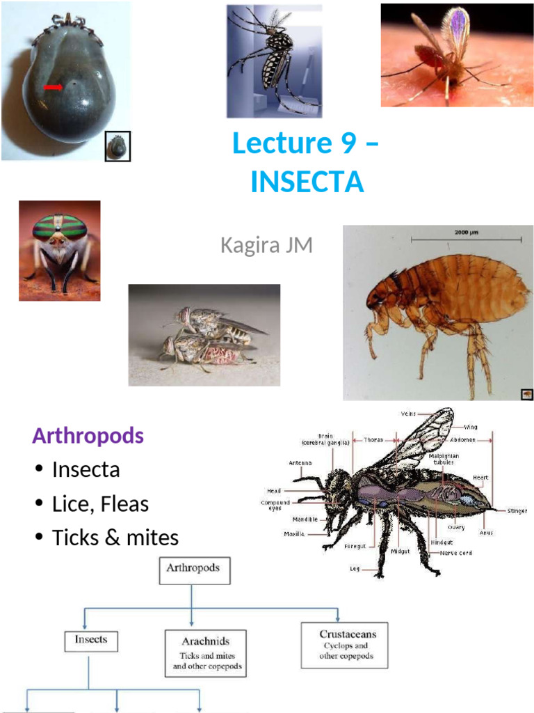 Medical Entomology: Insecta Overview | PDF | Fly | Mosquito