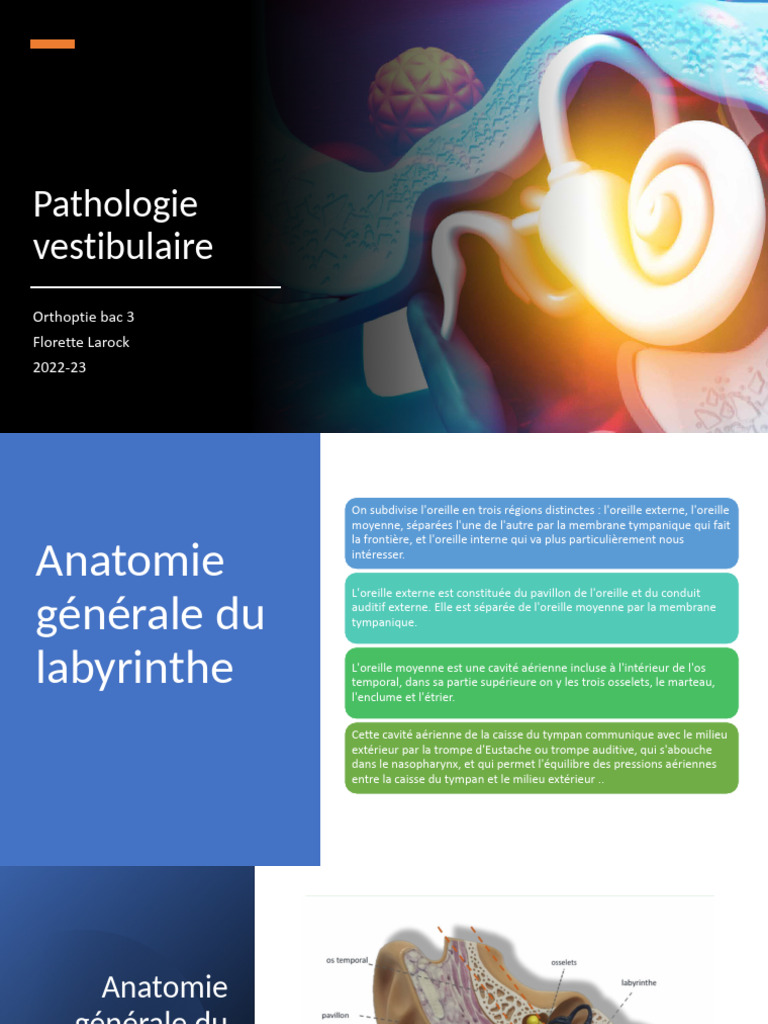 Anatomie des macules otolithiques | PDF | Système vestibulaire ...