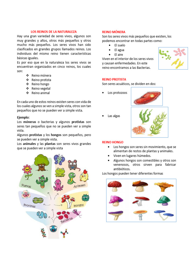 Reinos de Los Seres Vivos | PDF | Hongo | Plantas