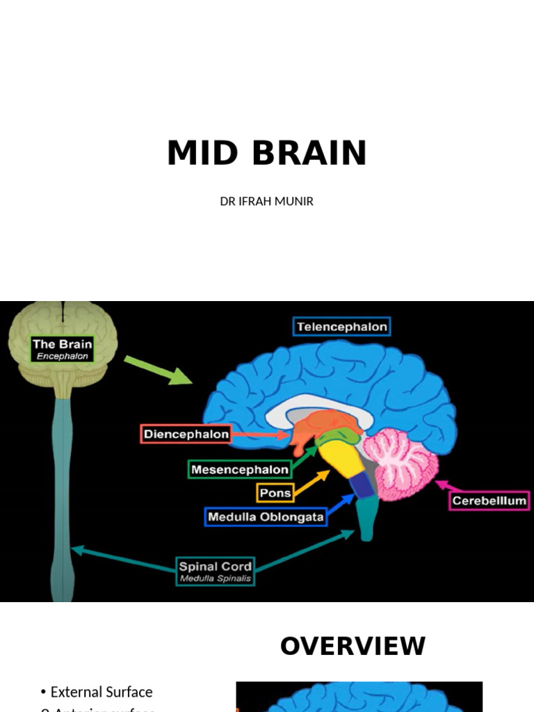 Mid Brain | PDF