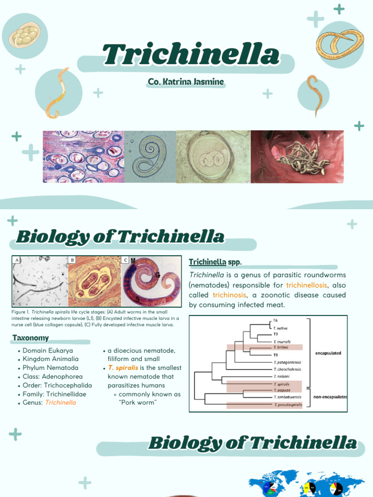 Understanding Trichinella and Trichinosis | PDF | Microbiology ...