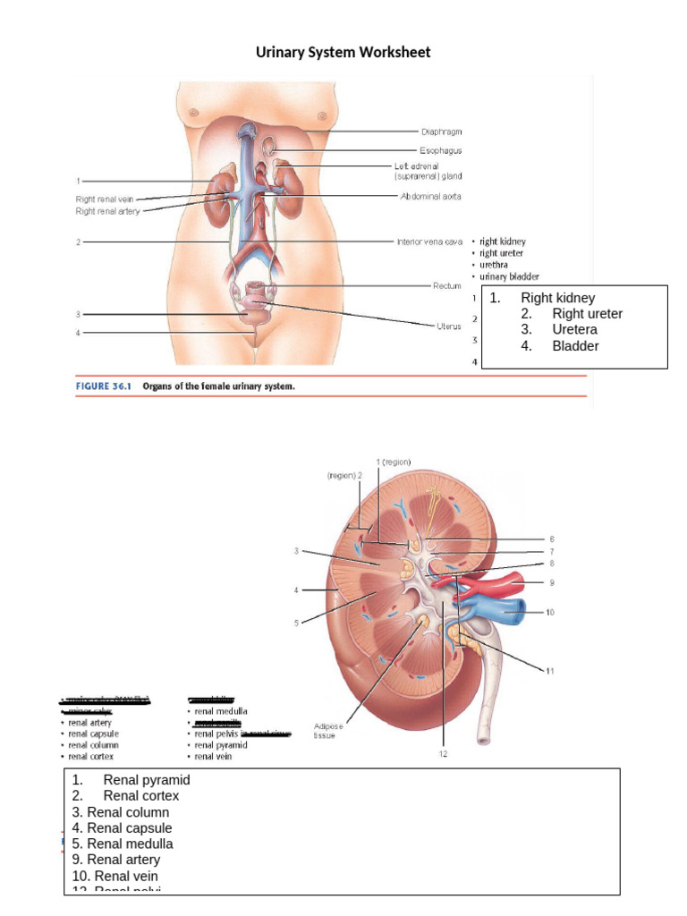 Urinary System Worksheet | PDF