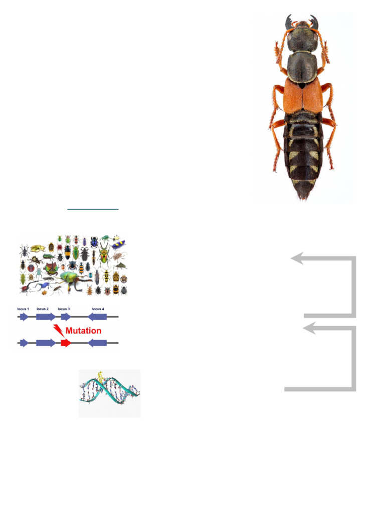 Bi1e 4 Molecular Evolutionary Processes 1 For Canvas | PDF | Gene | Dna