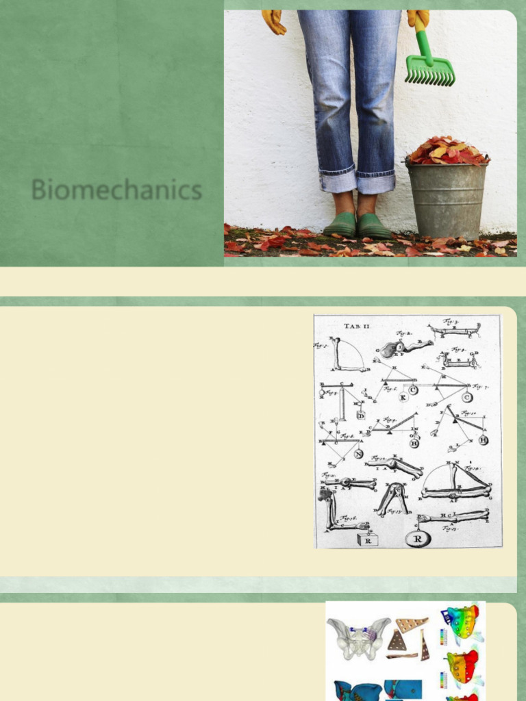 Biomechanics | PDF | Muscle | Force